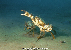 crab grass by Sergiy Glushchenko 